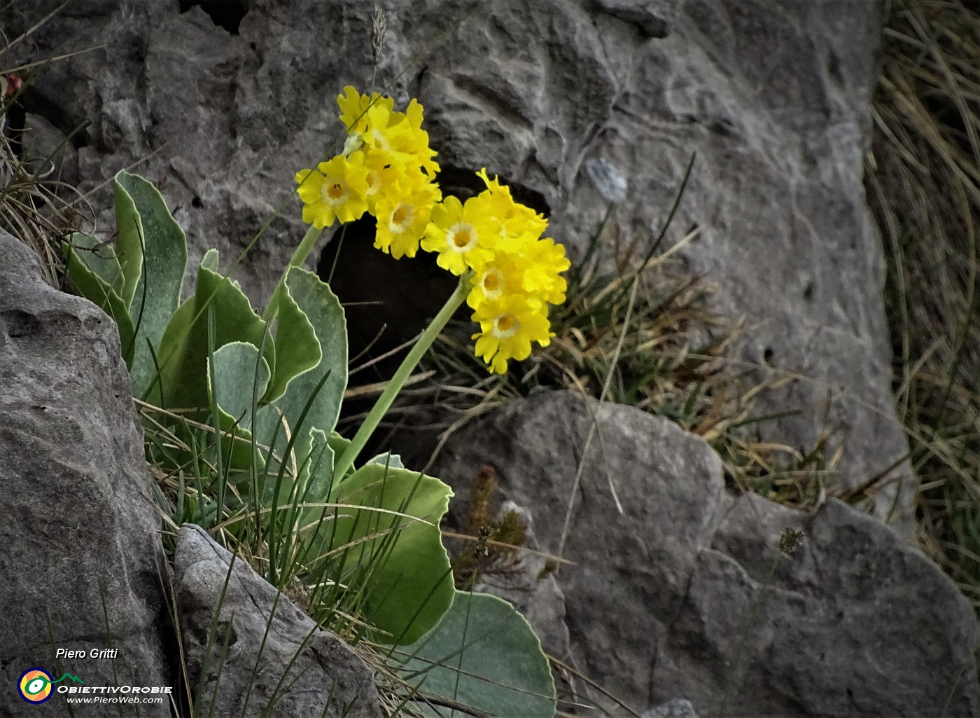 33 Primula orecchia d'orso (Primula auricula) sulle rocce del Canalino dei sassi.JPG